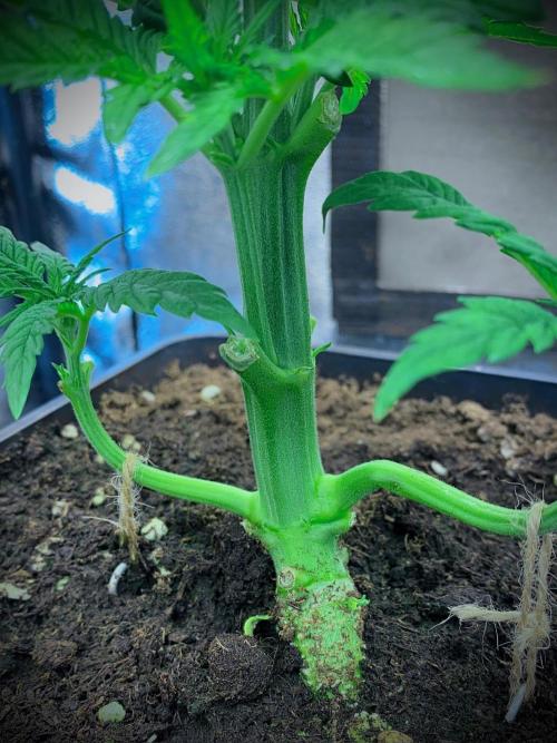 C R I T I C A L. Week 5 - Day 31