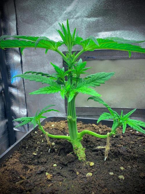 C R I T I C A L. Week 5 - Day 31