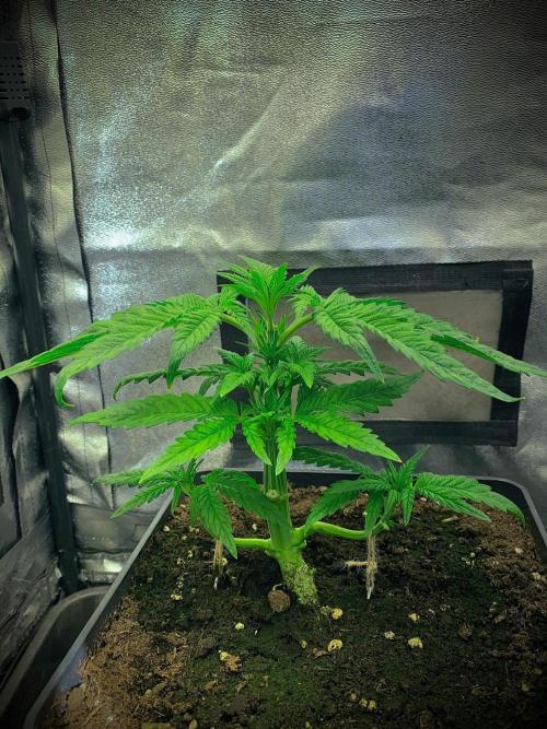 C R I T I C A L. Week 5 - Day 32