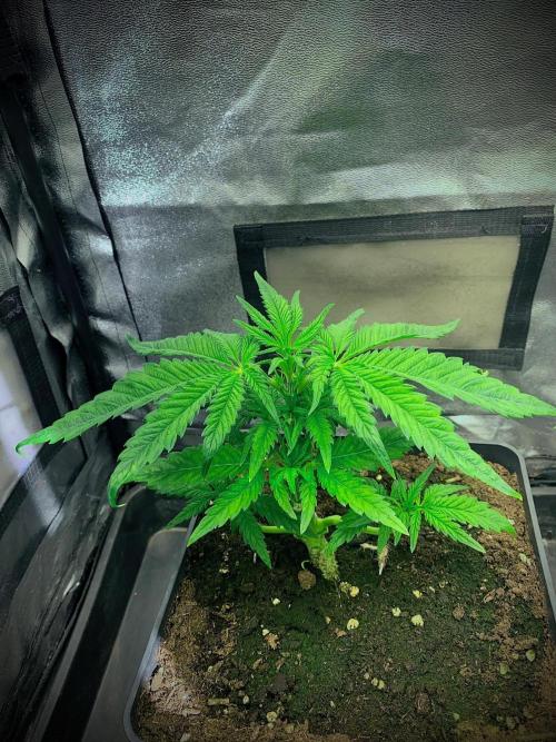 C R I T I C A L. Week 5 - Day 32