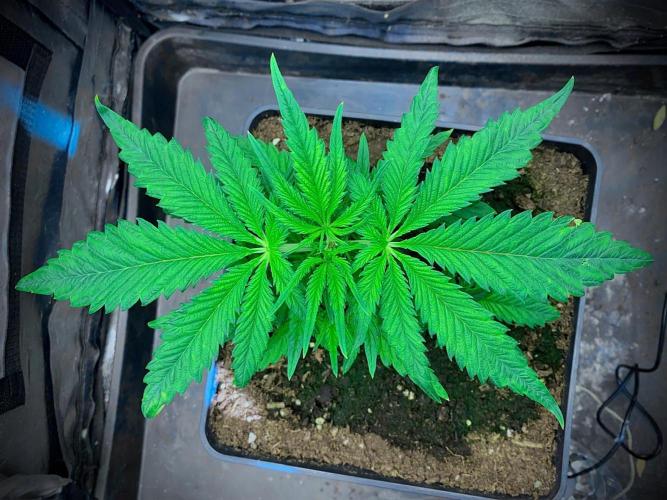 C R I T I C A L. Week 5 - Day 32