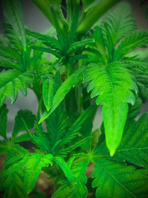 C R I T I C A L. Week 5 - Day 32