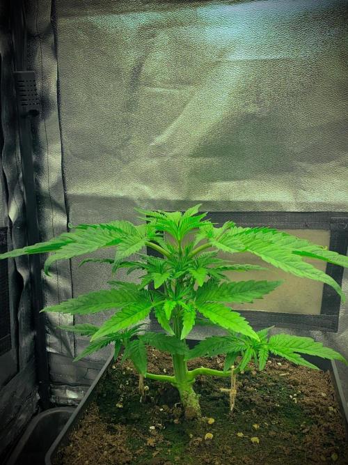 C R I T I C A L. Week 5 - Day 33