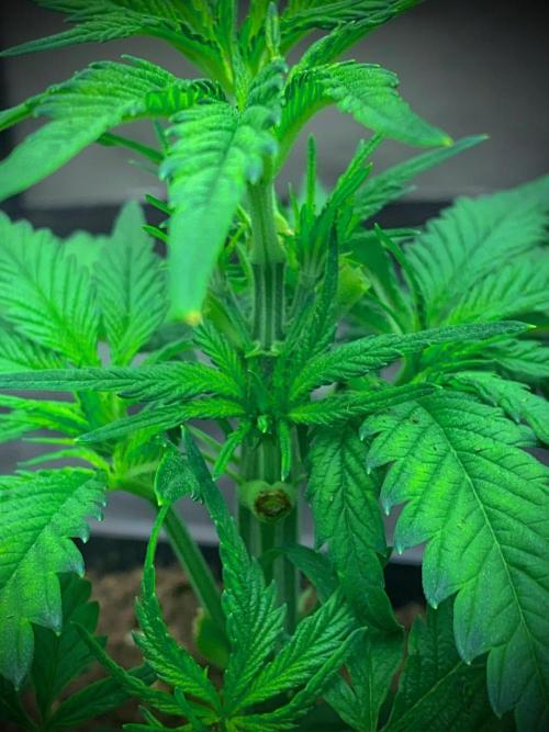 C R I T I C A L. Week 5 - Day 33