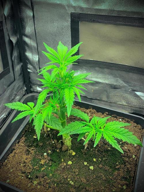 C R I T I C A L. Week 5 - Day 33