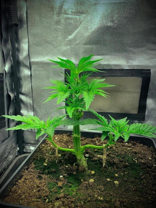 C R I T I C A L. Week 5 - Day 34