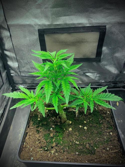 C R I T I C A L. Week 5 - Day 34