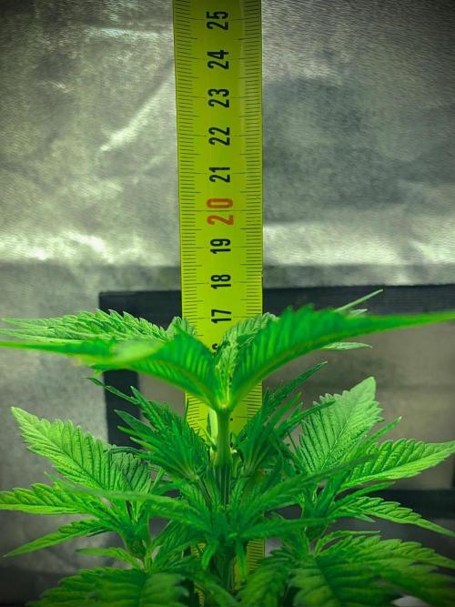 C R I T I C A L. Week 5 - Day 34