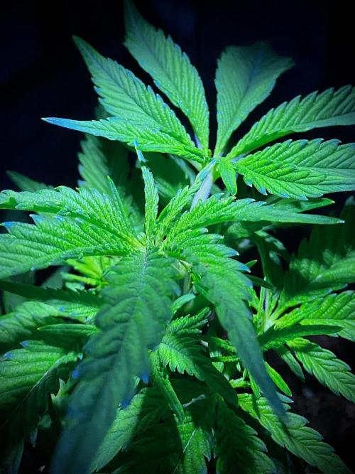 C R I T I C A L. Week 5 - Day 34