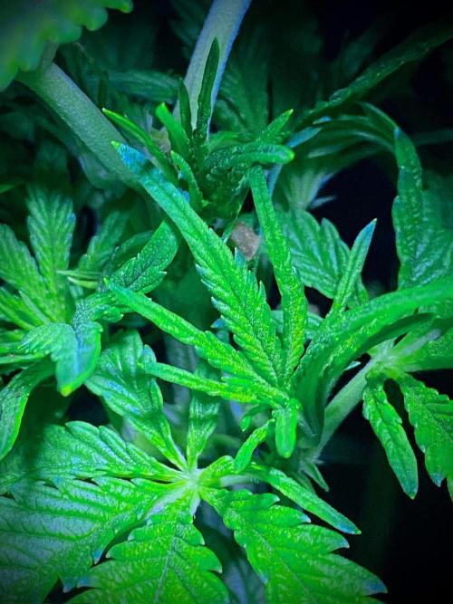 C R I T I C A L. Week 5 - Day 34