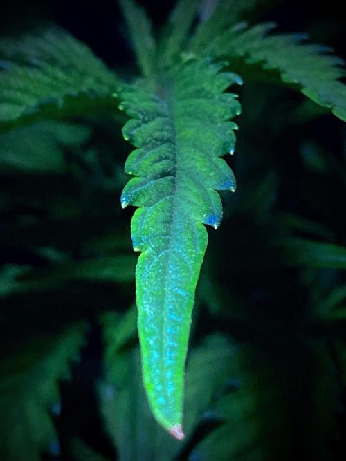 C R I T I C A L. Week 5 - Day 34