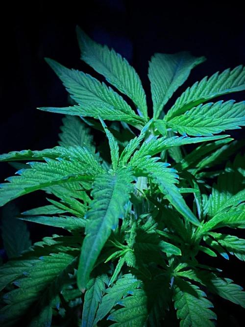 C R I T I C A L. Week 5 - Day 34