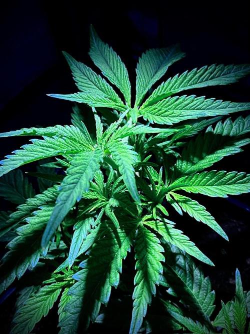 C R I T I C A L. Week 5 - Day 34