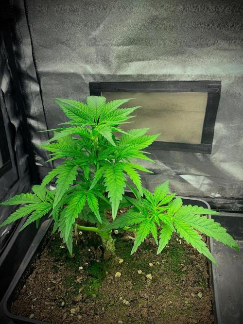 C R I T I C A L. Week 6 - Day 35