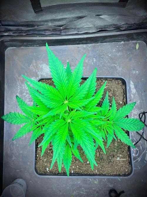 C R I T I C A L. Week 6 - Day 35