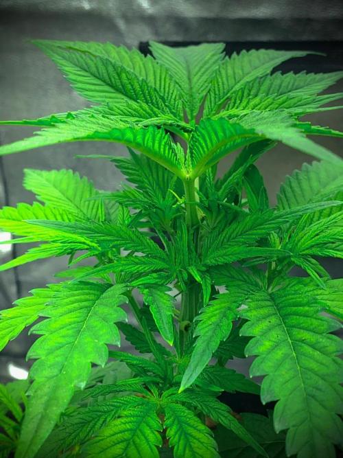 C R I T I C A L. Week 6 - Day 35