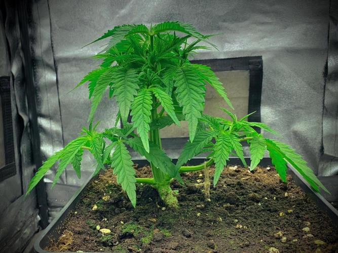 C R I T I C A L. Week 6 - Day 36