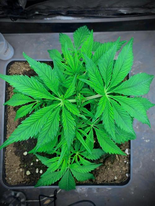 C R I T I C A L. Week 6 - Day 36