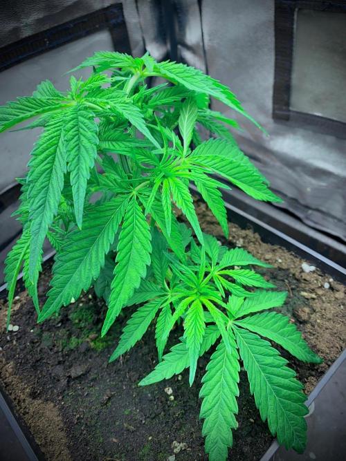 C R I T I C A L. Week 6 - Day 36