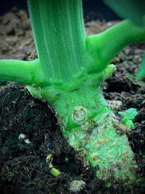 C R I T I C A L. Week 6 - Day 36