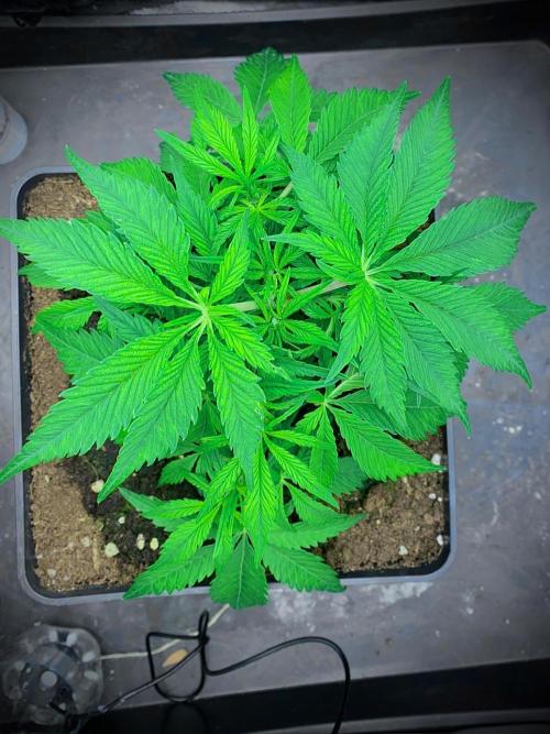 C R I T I C A L. Week 6 - Day 37