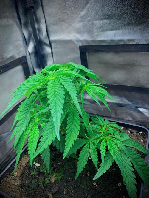 C R I T I C A L. Week 6 - Day 37