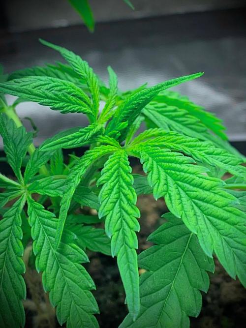 C R I T I C A L. Week 6 - Day 37