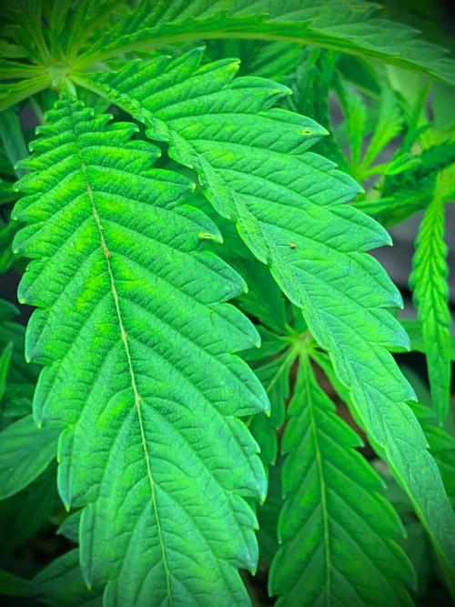 C R I T I C A L. Week 6 - Day 37