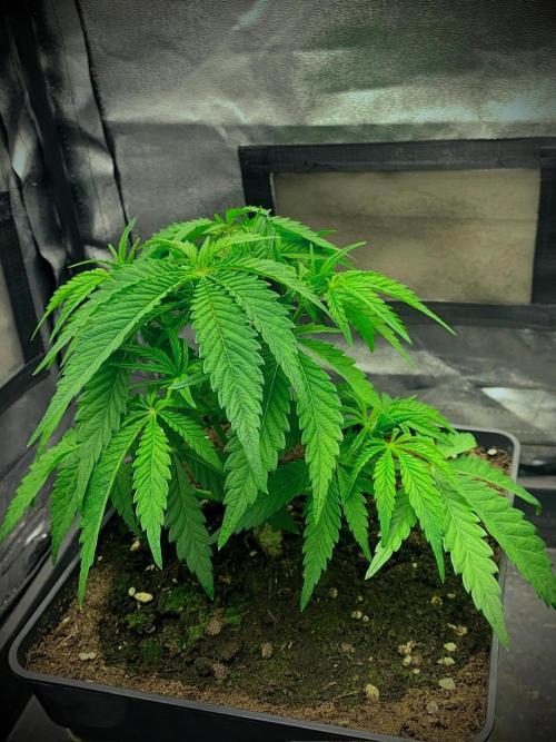 C R I T I C A L. Week 6 - Day 38