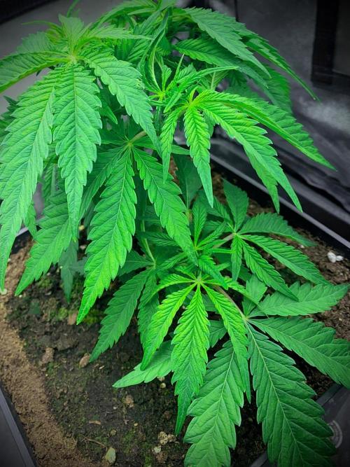 C R I T I C A L. Week 6 - Day 38