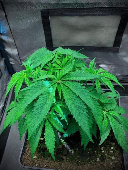 C R I T I C A L. Week 6 - Day 39