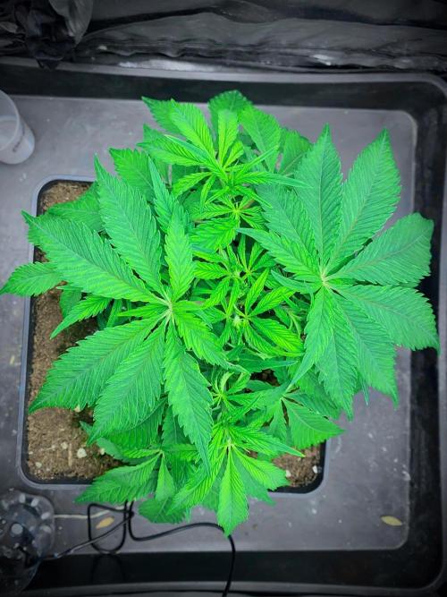 C R I T I C A L. Week 6 - Day 39