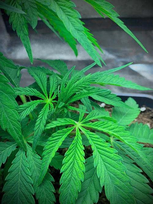 C R I T I C A L. Week 6 - Day 39