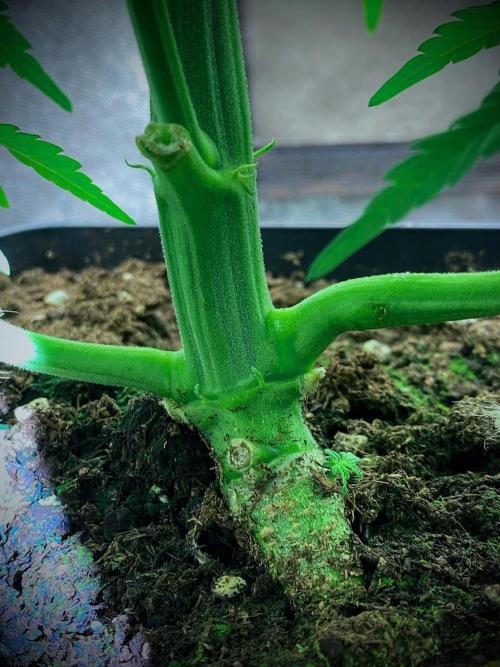 C R I T I C A L. Week 6 - Day 39