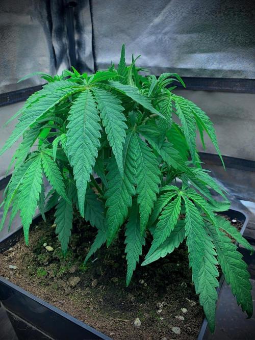 C R I T I C A L. Week 6 - Day 40