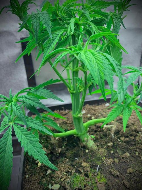 C R I T I C A L. Week 6 - Day 40