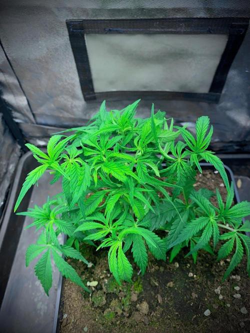 C R I T I C A L. Week 6 - Day 40