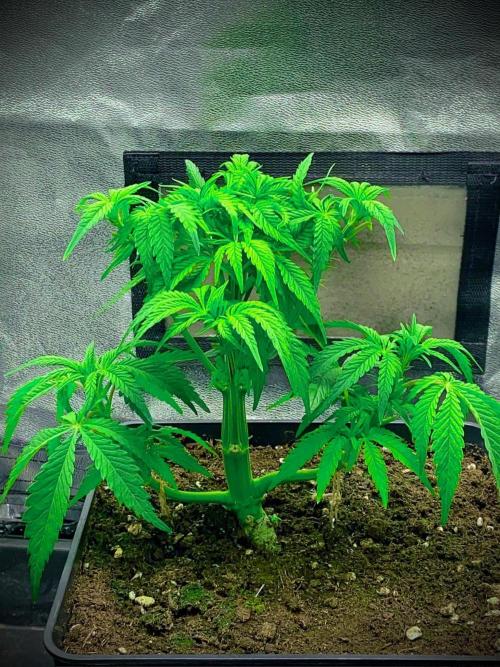 C R I T I C A L. Week 6 - Day 41