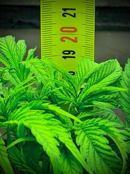 C R I T I C A L. Week 6 - Day 41