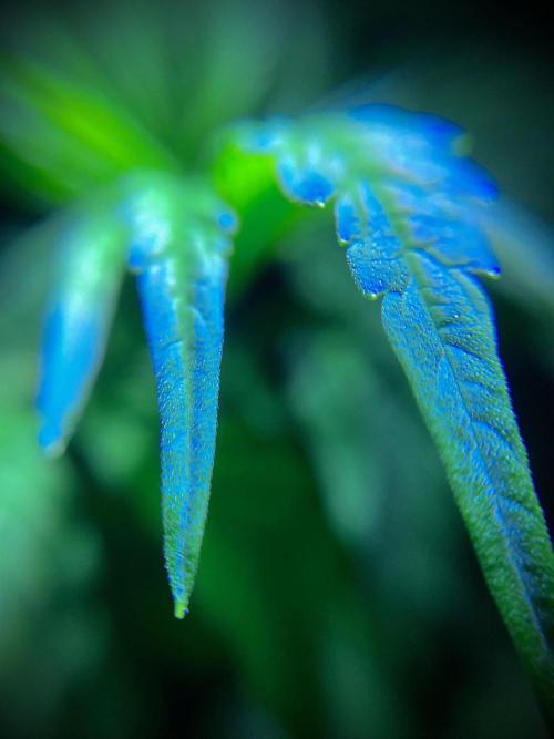 C R I T I C A L. Week 6 - Day 41