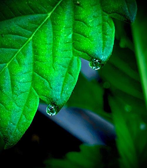 C R I T I C A L. Week 6 - Day 35