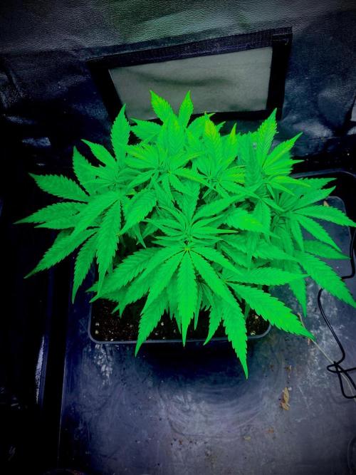 C R I T I C A L. Week 7 - Day 48