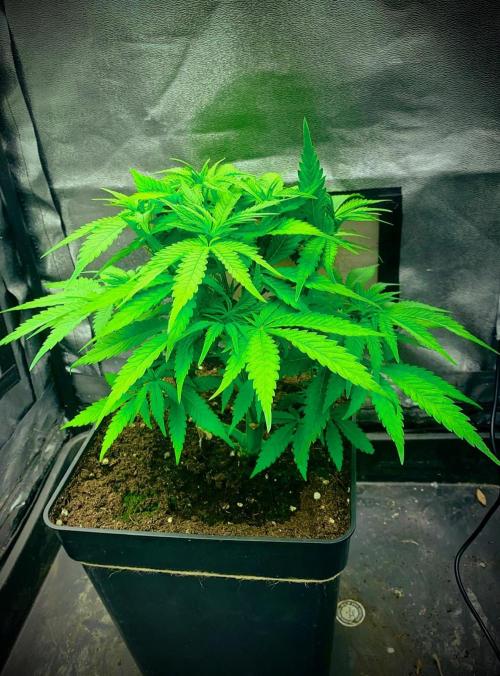 C R I T I C A L. Week 7 - Day 48