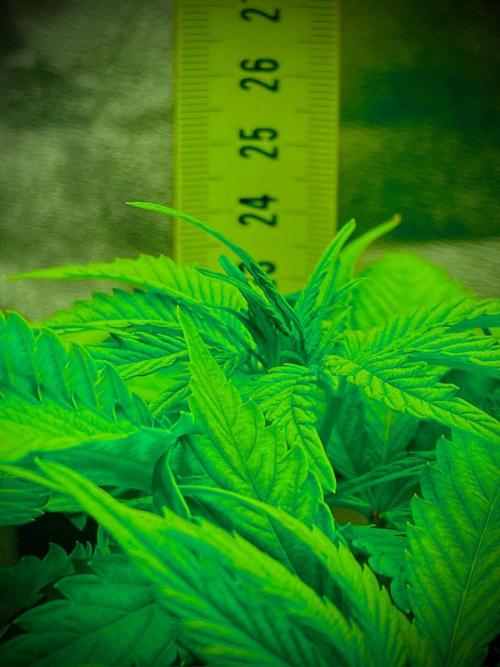 C R I T I C A L. Week 7 - Day 48