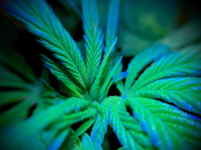 C R I T I C A L. Week 7 - Day 48