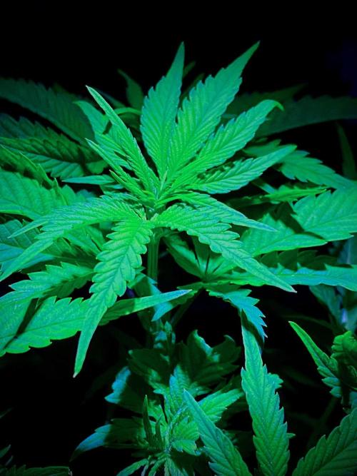 C R I T I C A L. Week 7 - Day 48