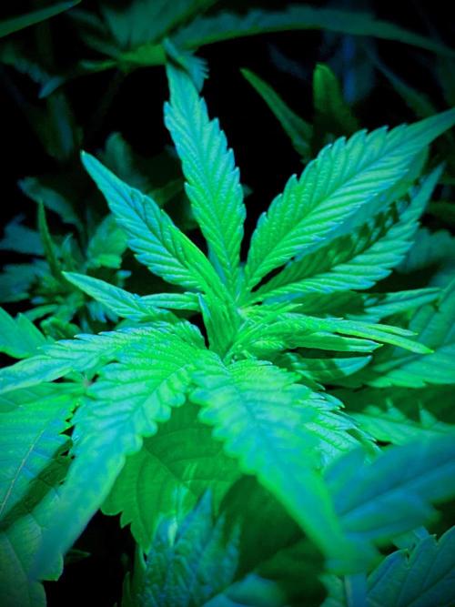 C R I T I C A L. Week 7 - Day 48