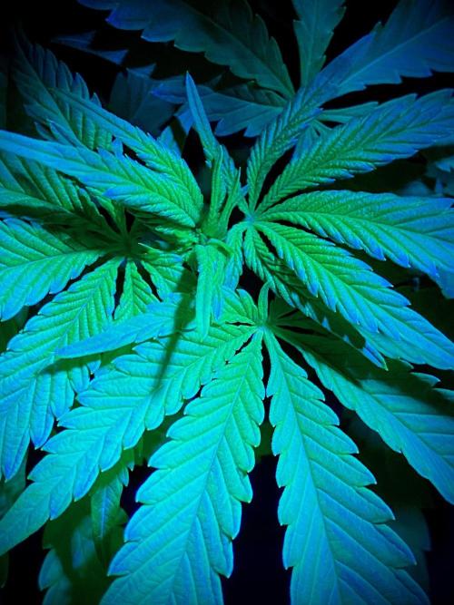 C R I T I C A L. Week 7 - Day 48