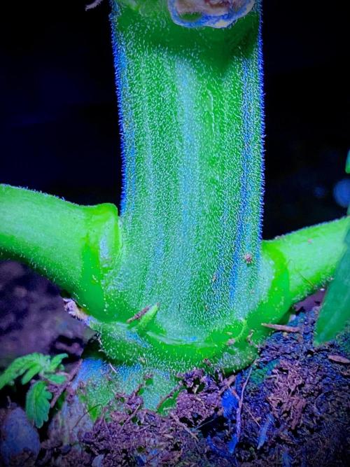 C R I T I C A L. Week 7 - Day 48