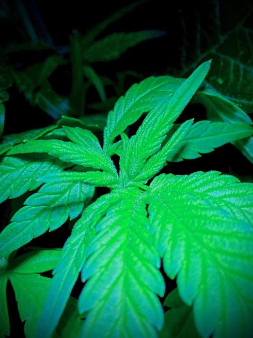 C R I T I C A L. Week 7 - Day 48